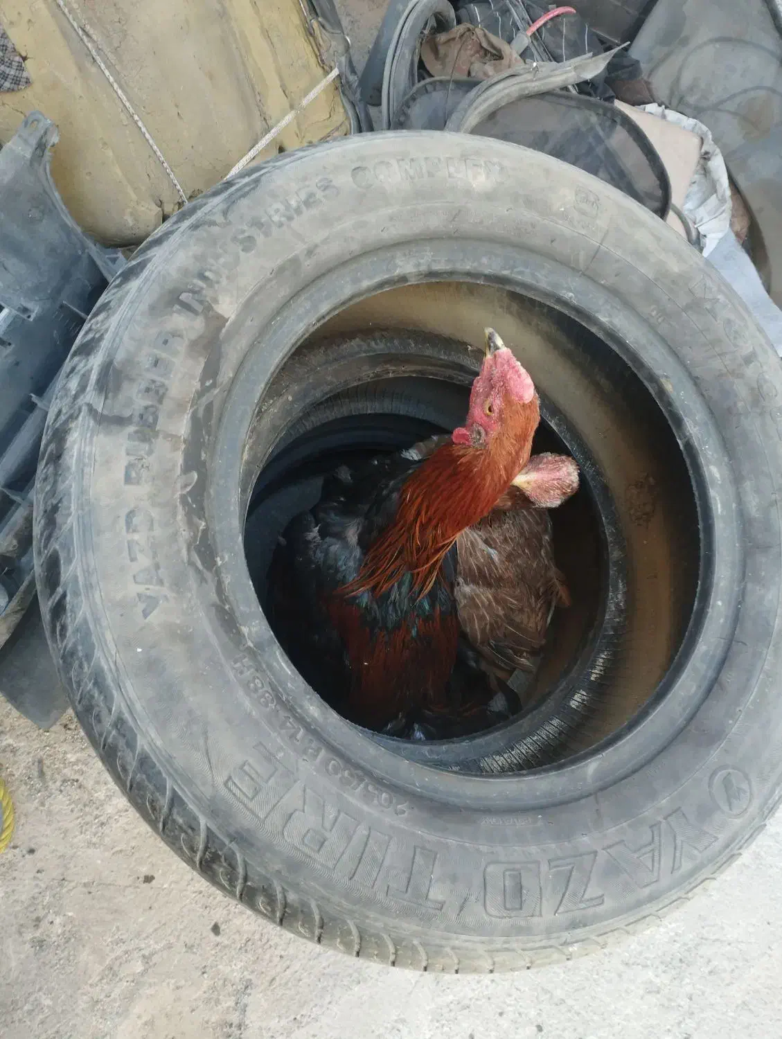 مرغ لاری وخورس لاری|حیوانات مزرعه|اردبیل, |دیوار