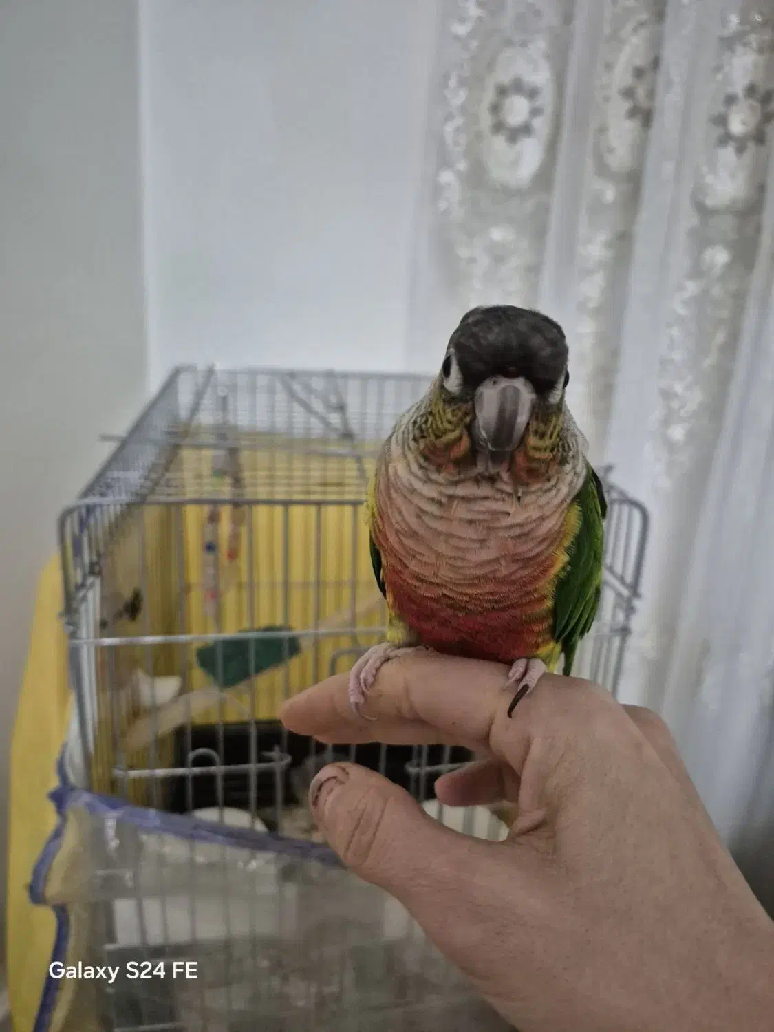 گرینجیک نر سخنگو|پرنده|شهریار, شهرک وائین|دیوار