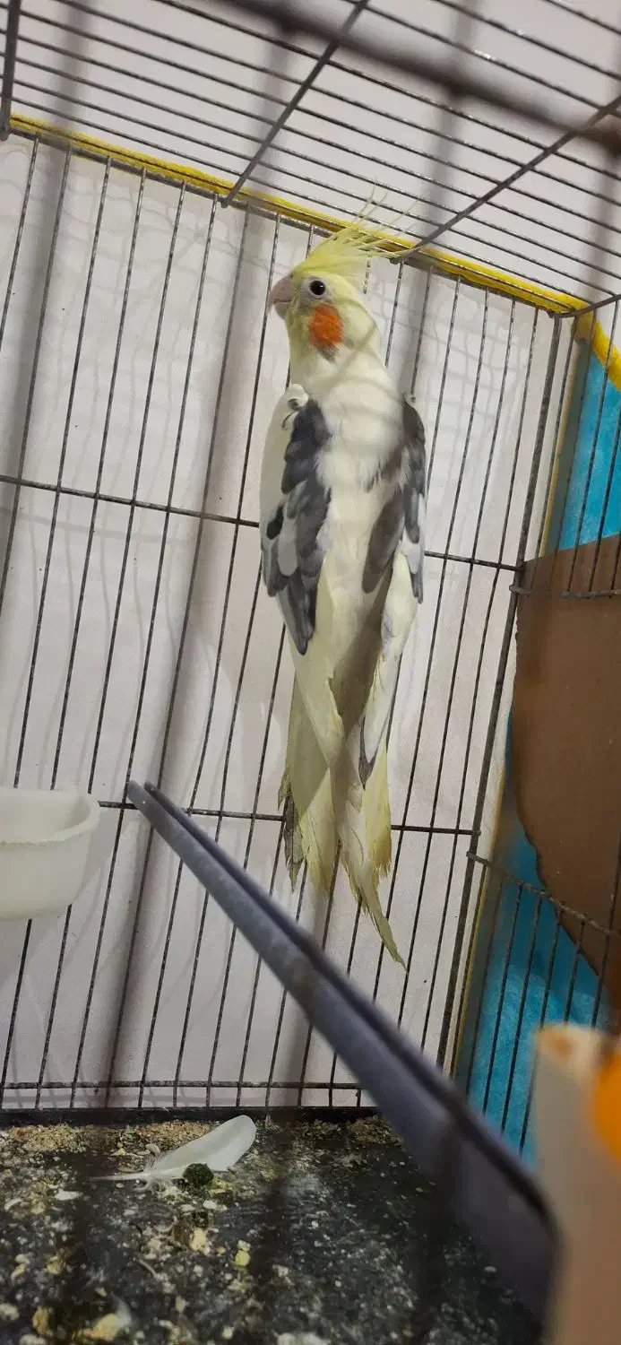 عروس هلندی نر و جوجه ش|پرنده|تربت‌حیدریه, رضاشهر|دیوار