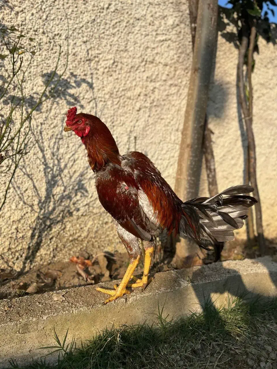 خروس لاری اصیل|حیوانات مزرعه|نور, |دیوار