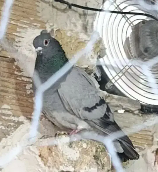 تعدادی ماده قشنگ و هوایی|پرنده|دورود, |دیوار