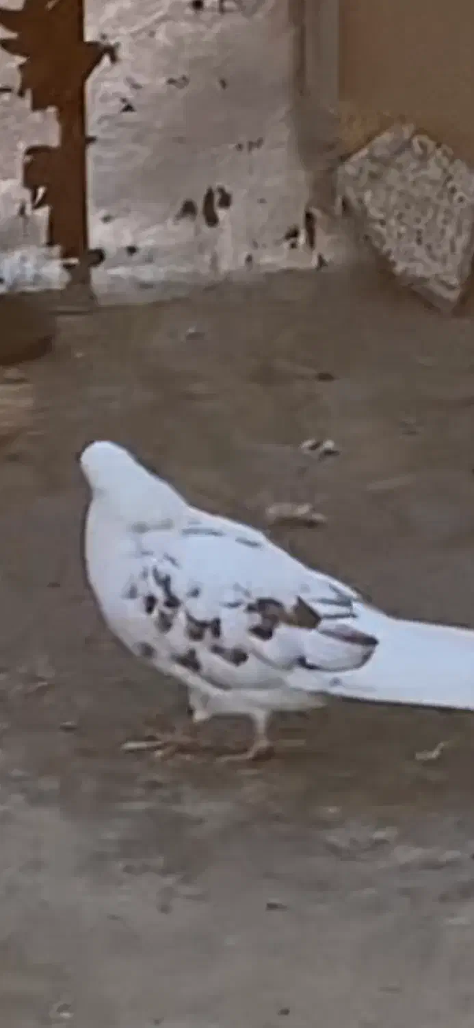 کبوتر|حیوانات|بانه, |دیوار