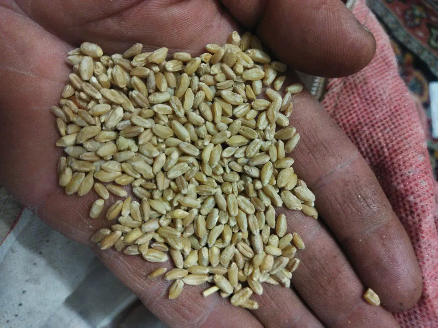 گندم دیم امسالی|خوردنی و آشامیدنی|مشهد, انصار|دیوار