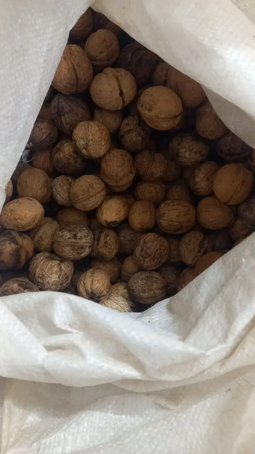 گردو کاغذی|خوردنی و آشامیدنی|مشهد, موسوی قوچانی|دیوار