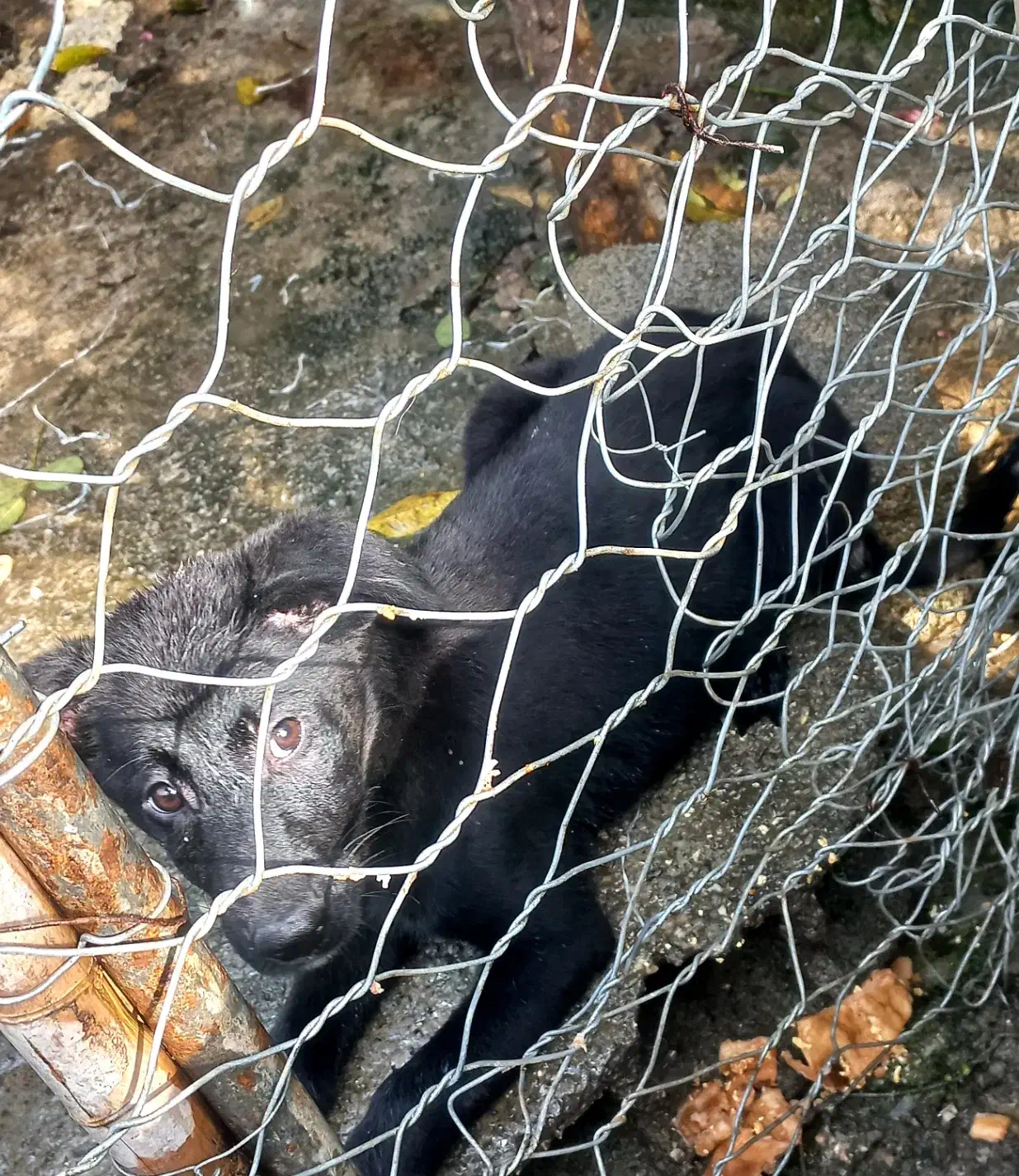 ژرمن|سگ|نشتارود, |دیوار