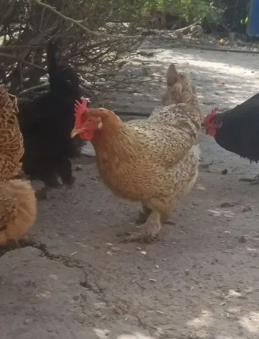 مرغ محلی|حیوانات مزرعه|دهدشت, |دیوار