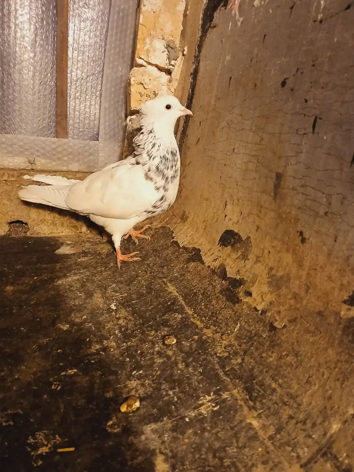 طوقی|پرنده|فردیس, شهرک ناز|دیوار