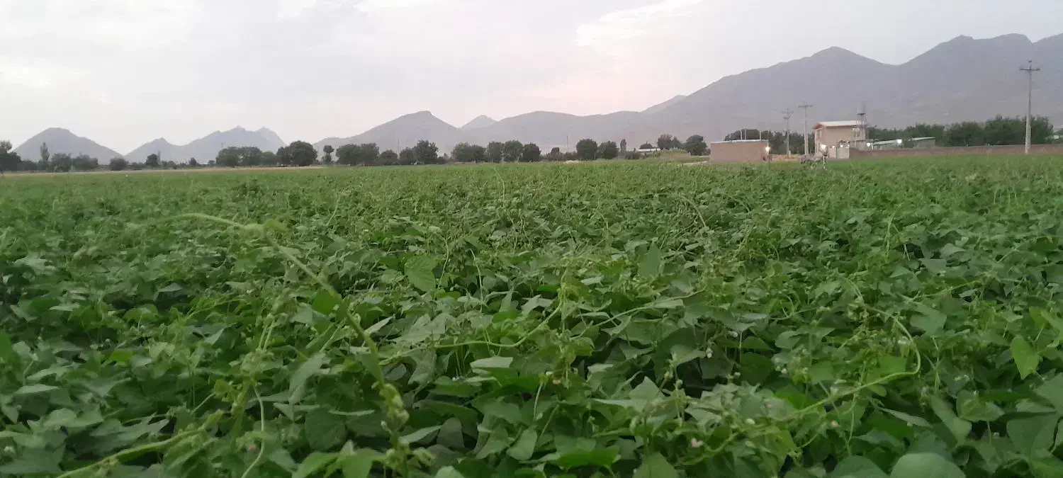 لوبیا چیتی کوشا|خوردنی و آشامیدنی|شازند, |دیوار