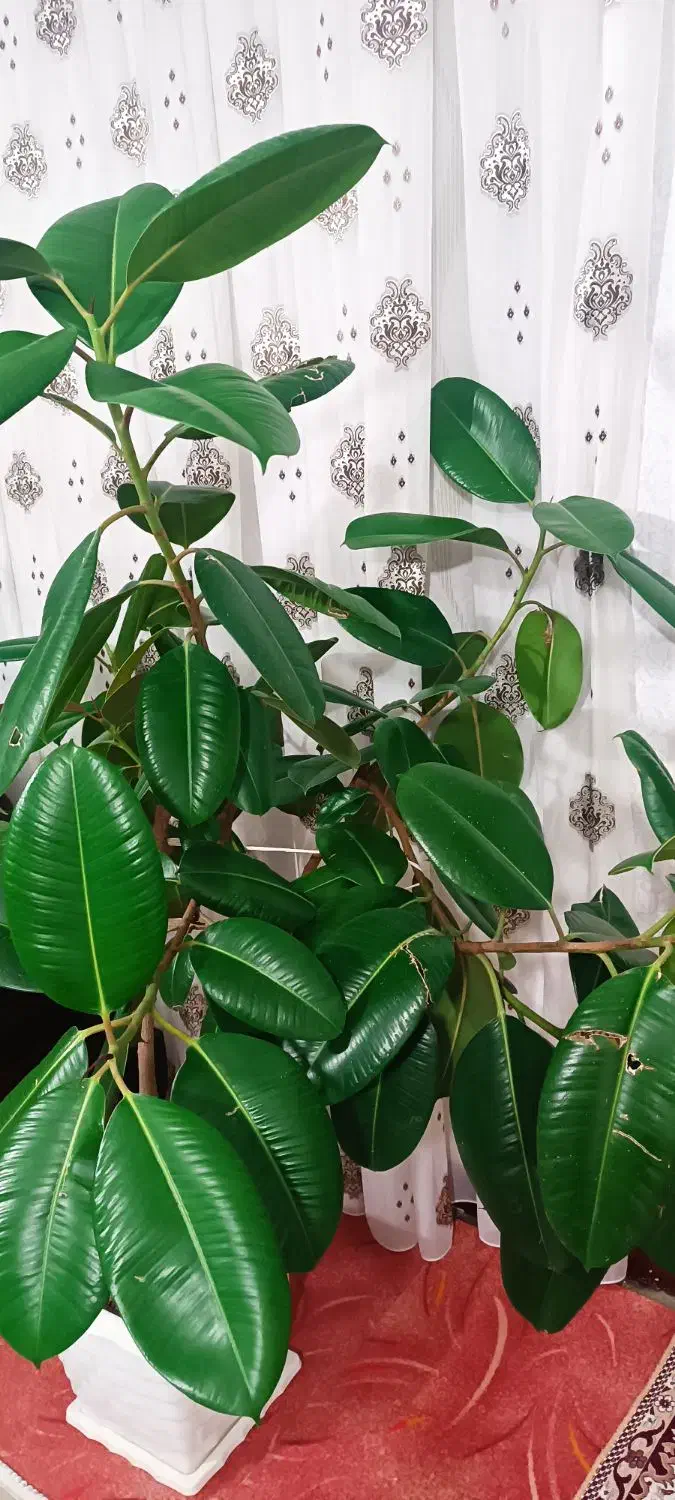 گل طبیعی|گل و گیاه طبیعی|میاندوآب, |دیوار