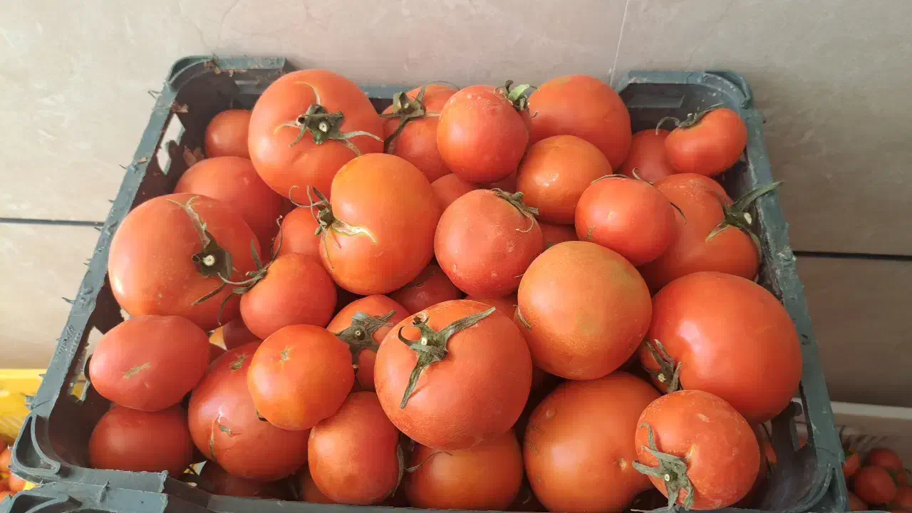 گوجه|خوردنی و آشامیدنی|قهدریجان, |دیوار