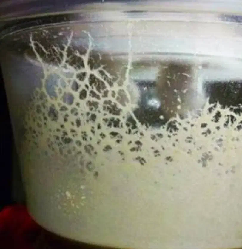 کالچر میکروورم|ماهی|کرمان, |دیوار