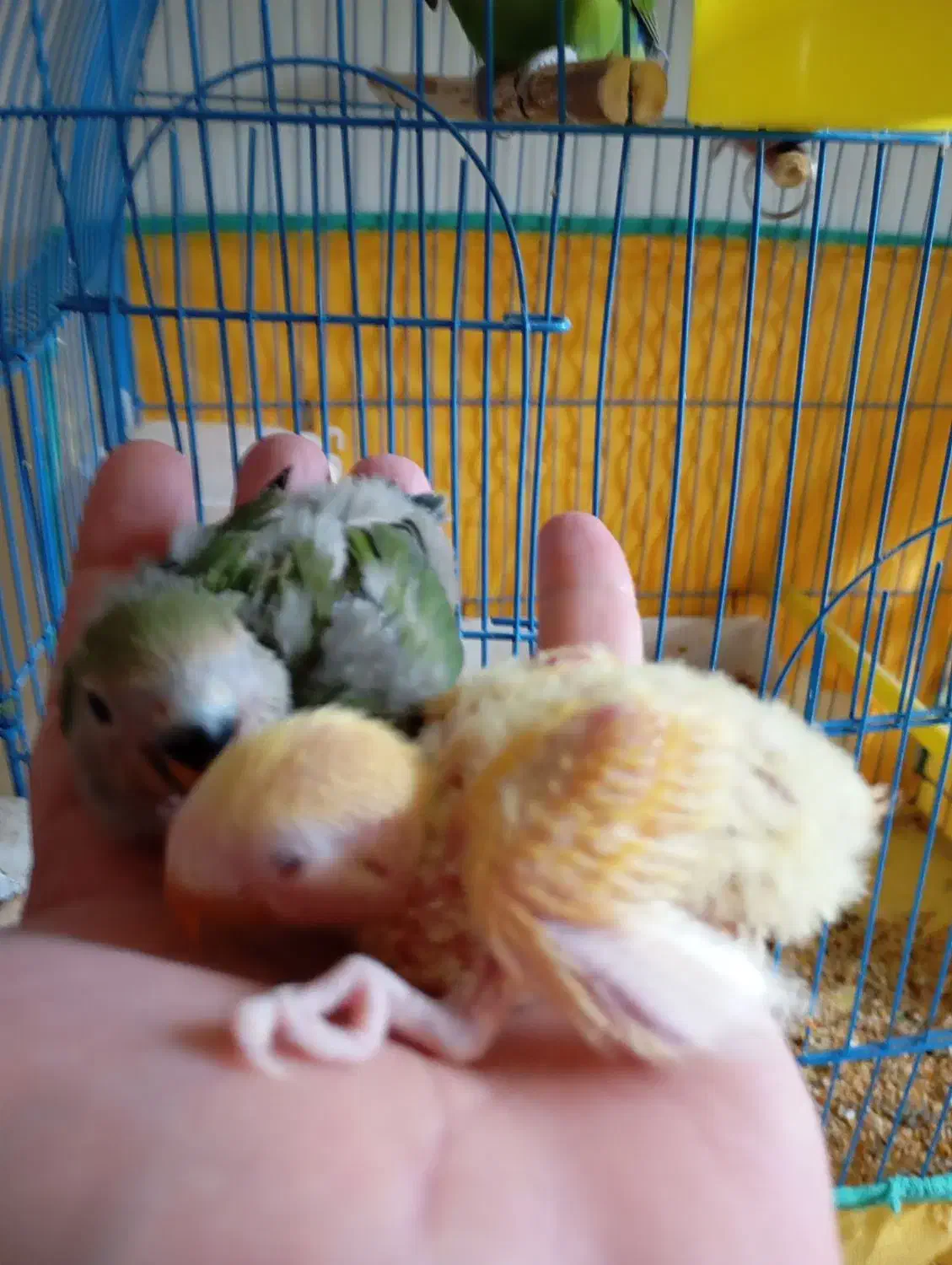 جوجه طوطی برزیلی|پرنده|سنندج, |دیوار