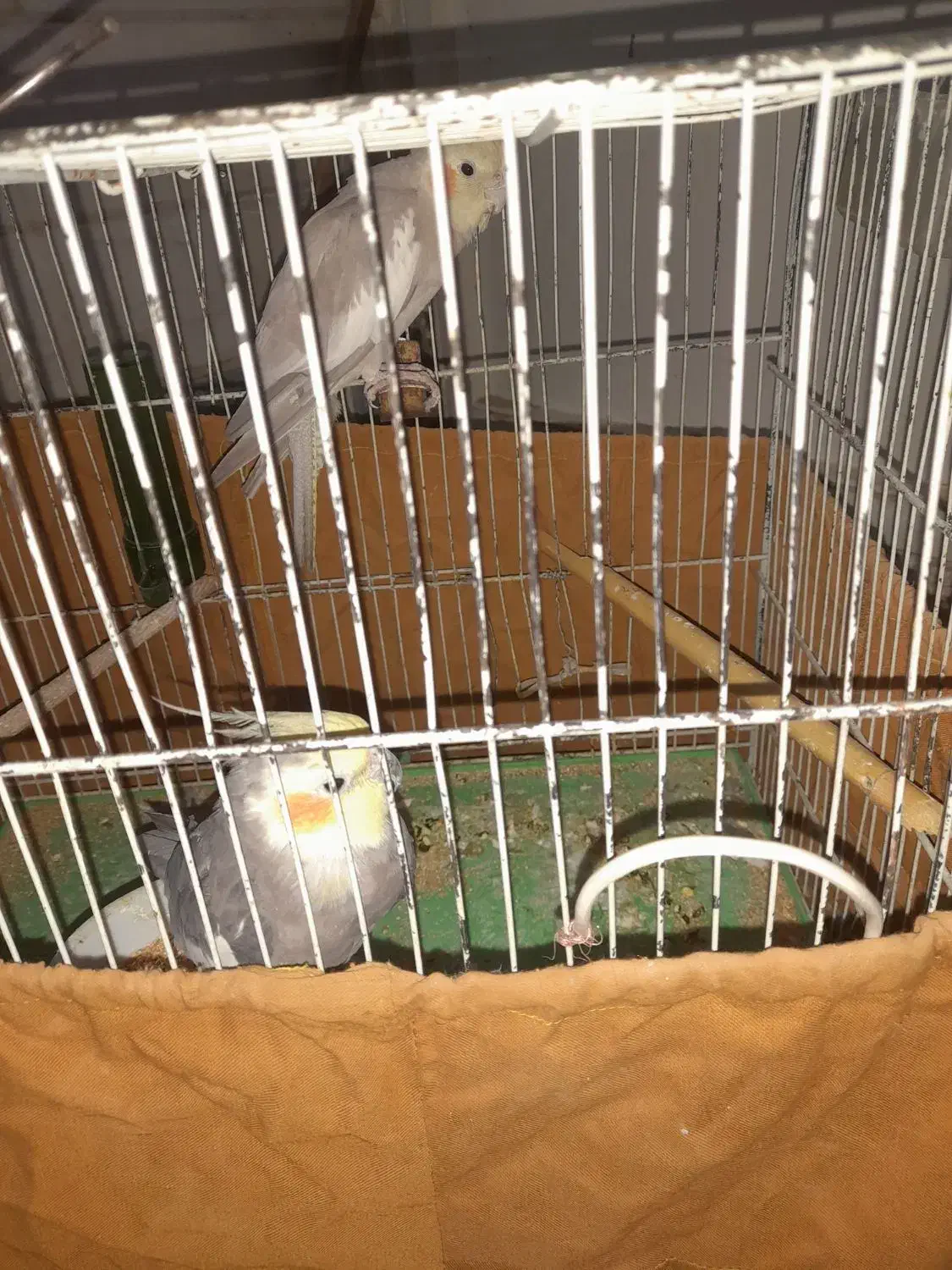 ۶تا عروس هلندی دوتاش حرف زن|پرنده|قم, زاویه|دیوار