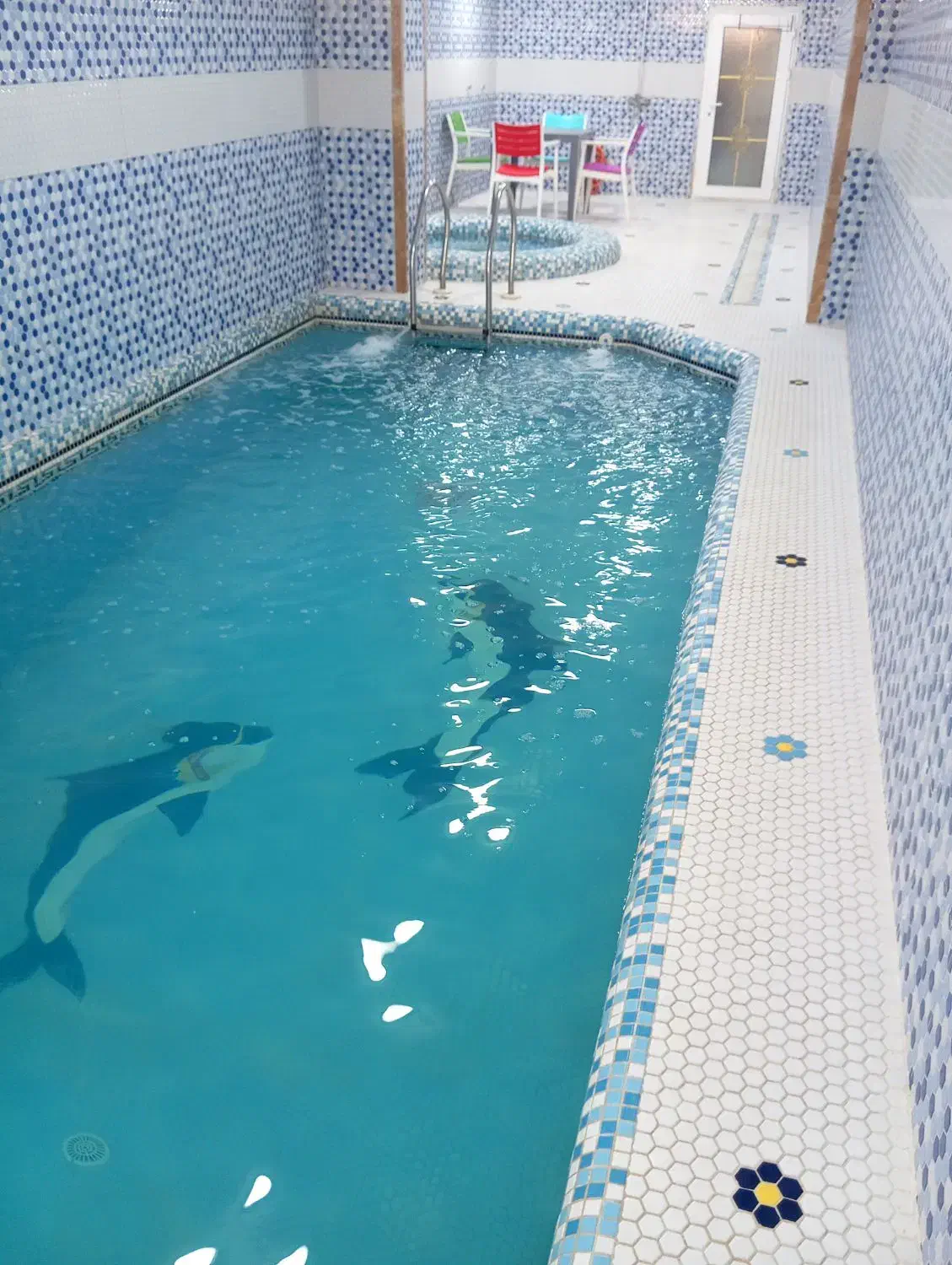 ویلا ساحلی استخر دار تا ساحل ۵۰۰ متر درویش آباد|اجارهٔ کوتاهمدت ویلا و باغ|سرخرود, |دیوار