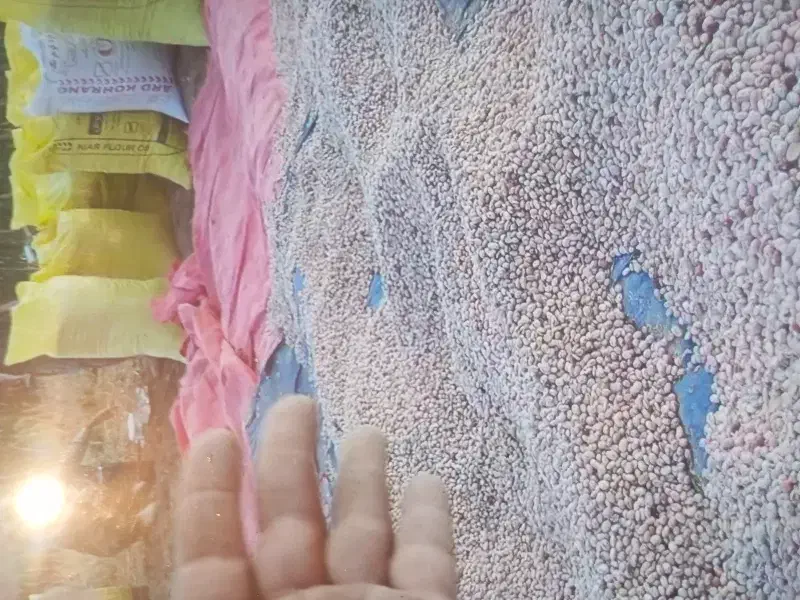 لوبیا چیتی سرحدی|خوردنی و آشامیدنی|جونقان, |دیوار