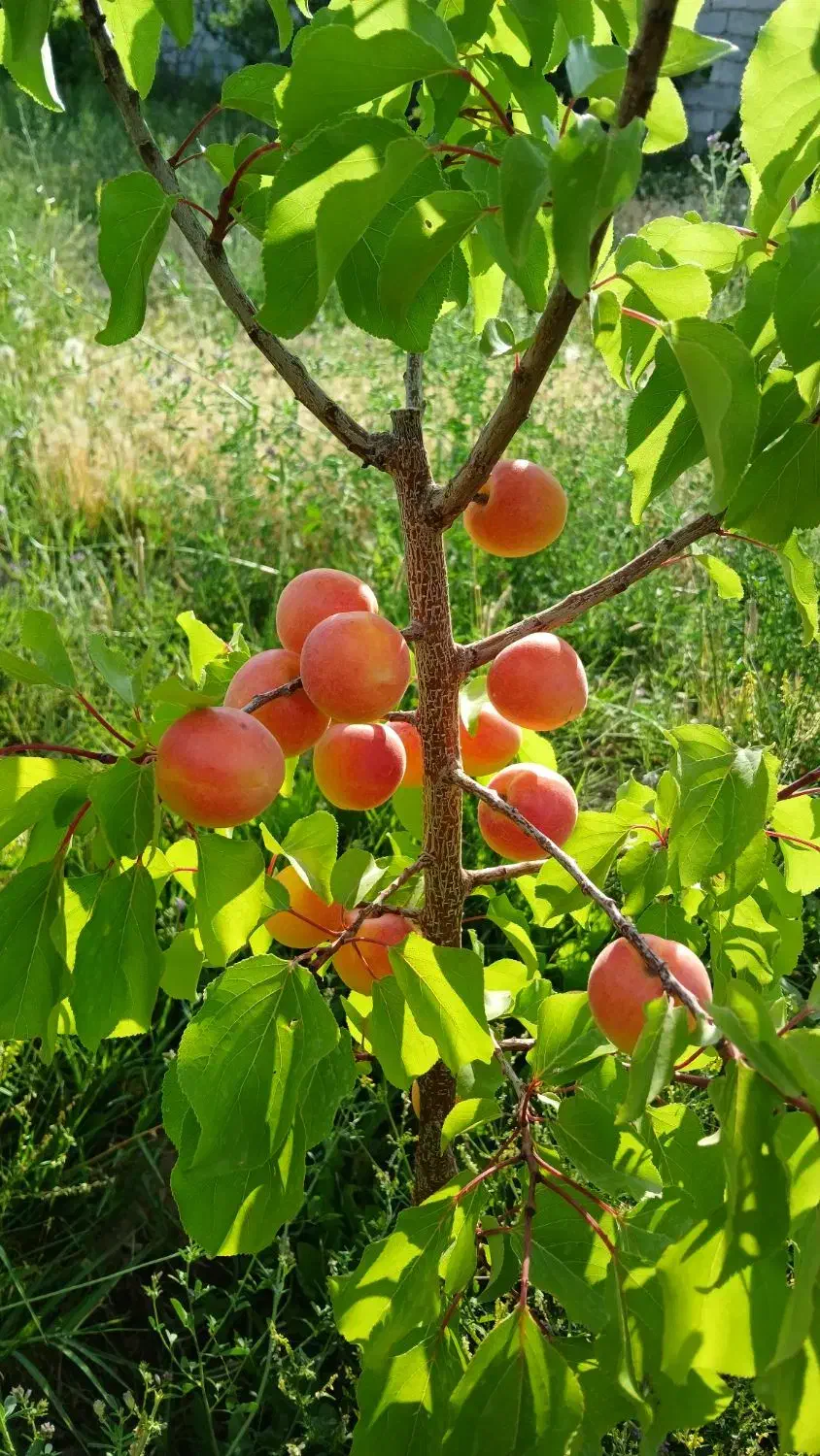 باغ ویلا ،سد امند|فروش خانه و ویلا|صوفیان, |دیوار