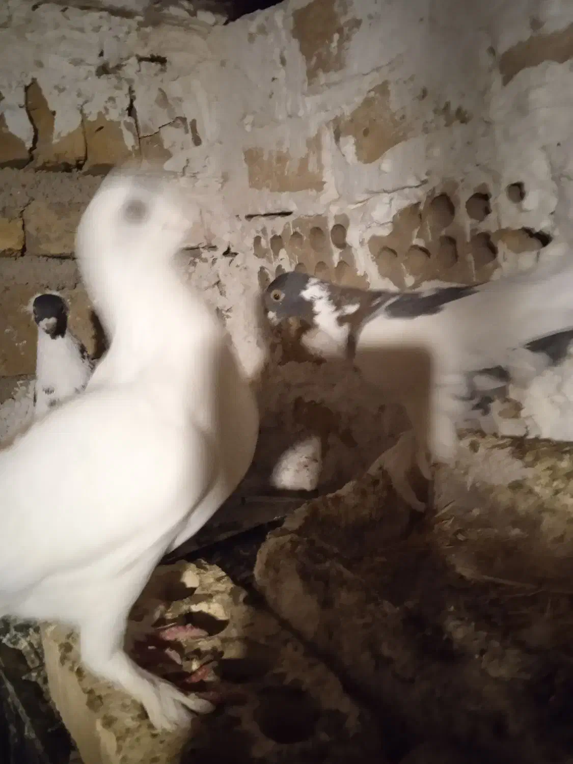 کبوتر|پرنده|هشتگرد, تهران دشت|دیوار