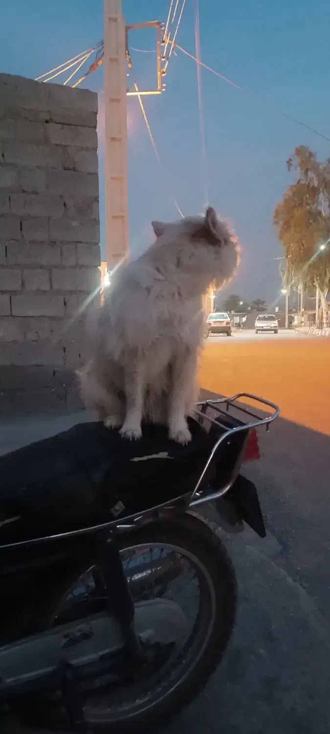 سگ کاملا سالم حرف گوش کن تو خونه نگهداری میشه|سگ|بند زرک, |دیوار