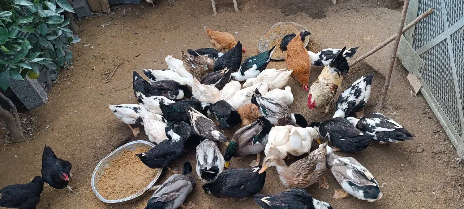 حیوانات مزرعه|حیوانات مزرعه|کیاشهر, |دیوار