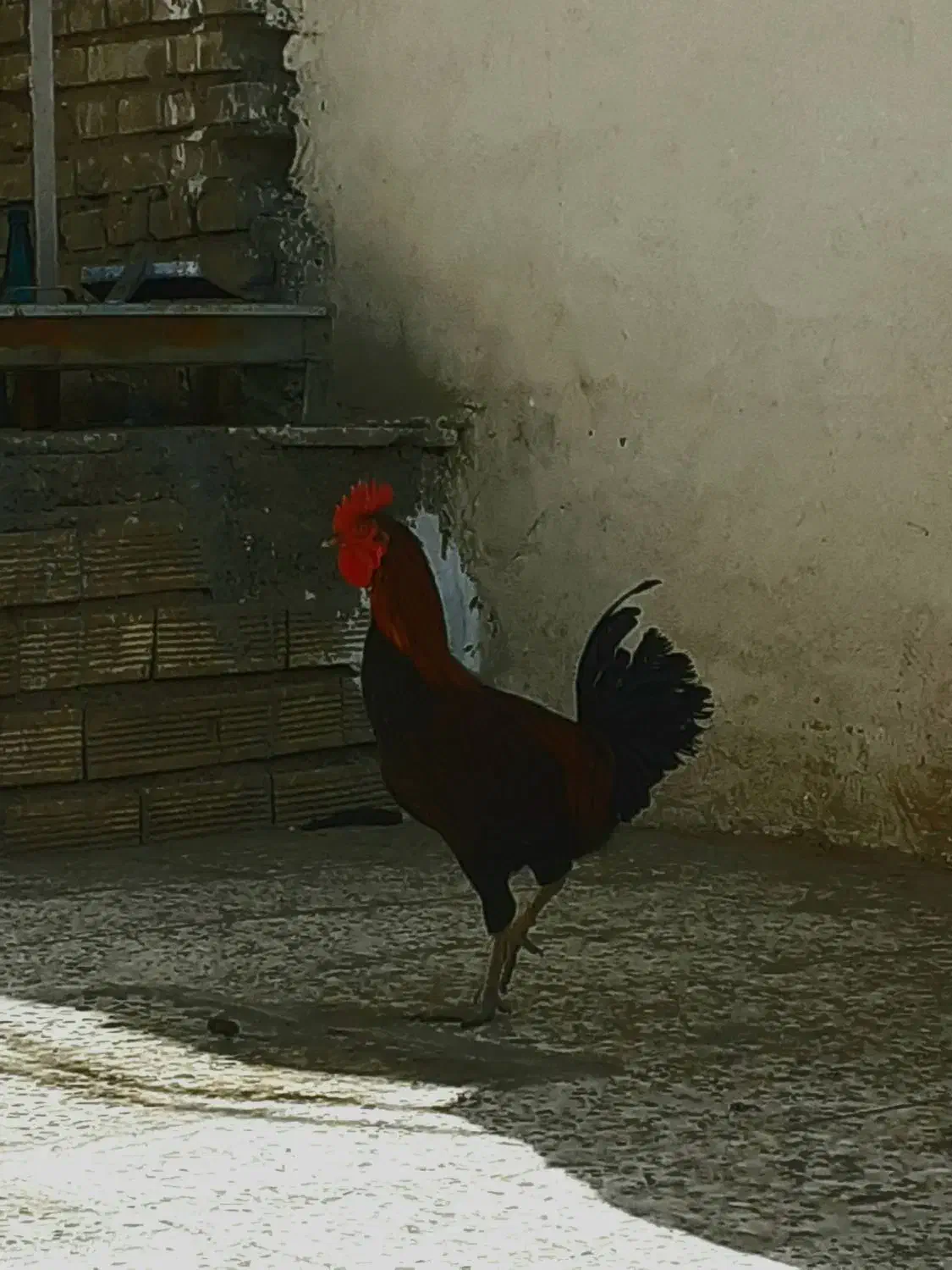 خوروس|حیوانات مزرعه|پلدختر, |دیوار