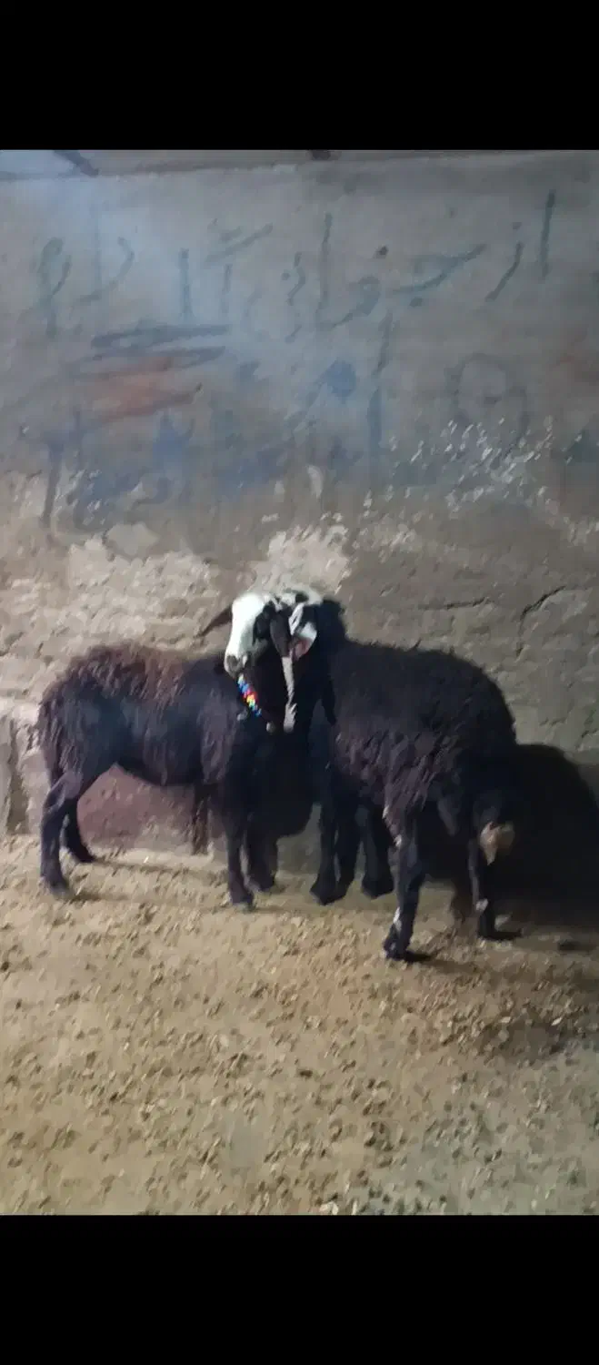 بره ماده کله سفید|حیوانات مزرعه|بروجرد, |دیوار