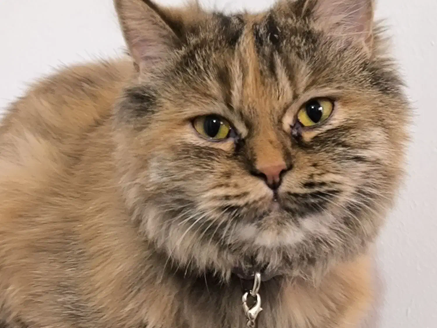 گربه پرشین|گربه|اهواز, کوروش|دیوار