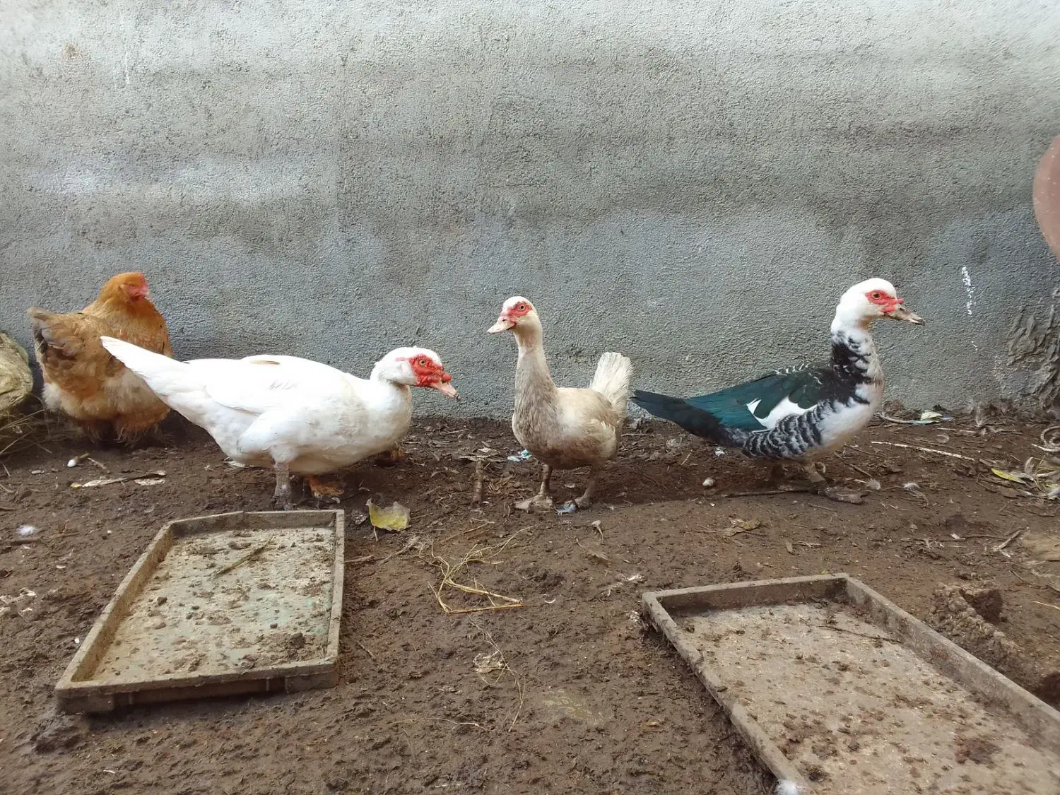 اردک سفید اسرائیلی نر ومده|حیوانات مزرعه|جویبار, |دیوار