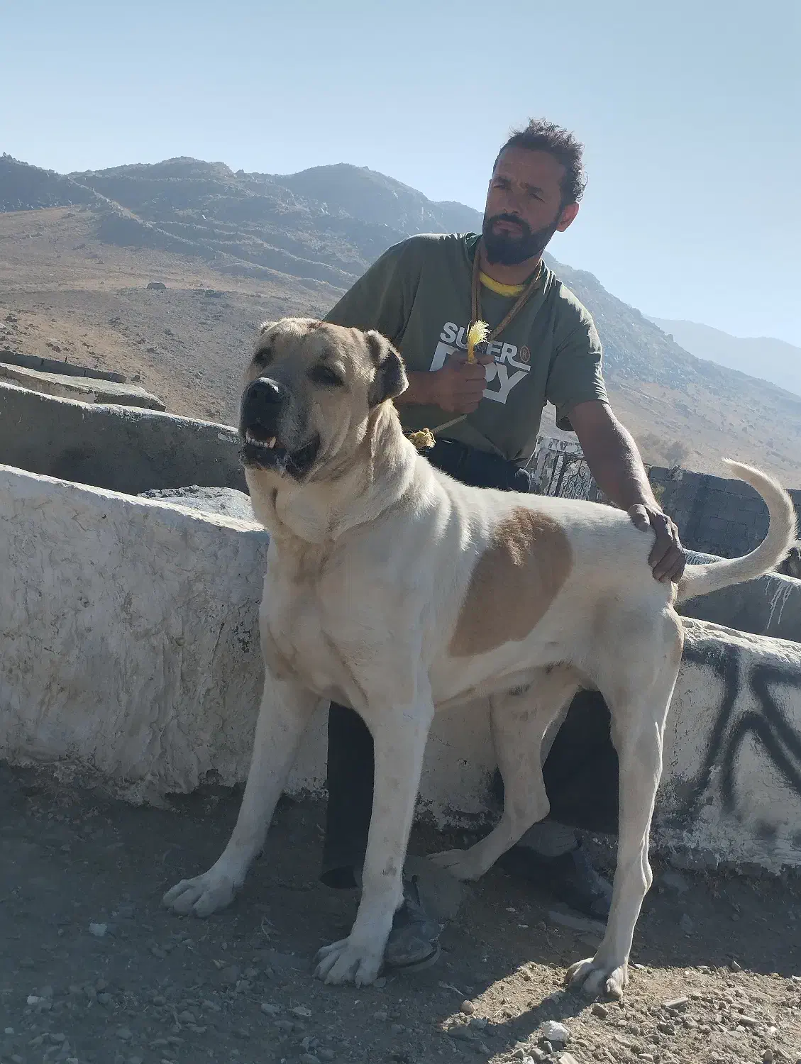 سگ نگهبان|سگ|بهار, |دیوار