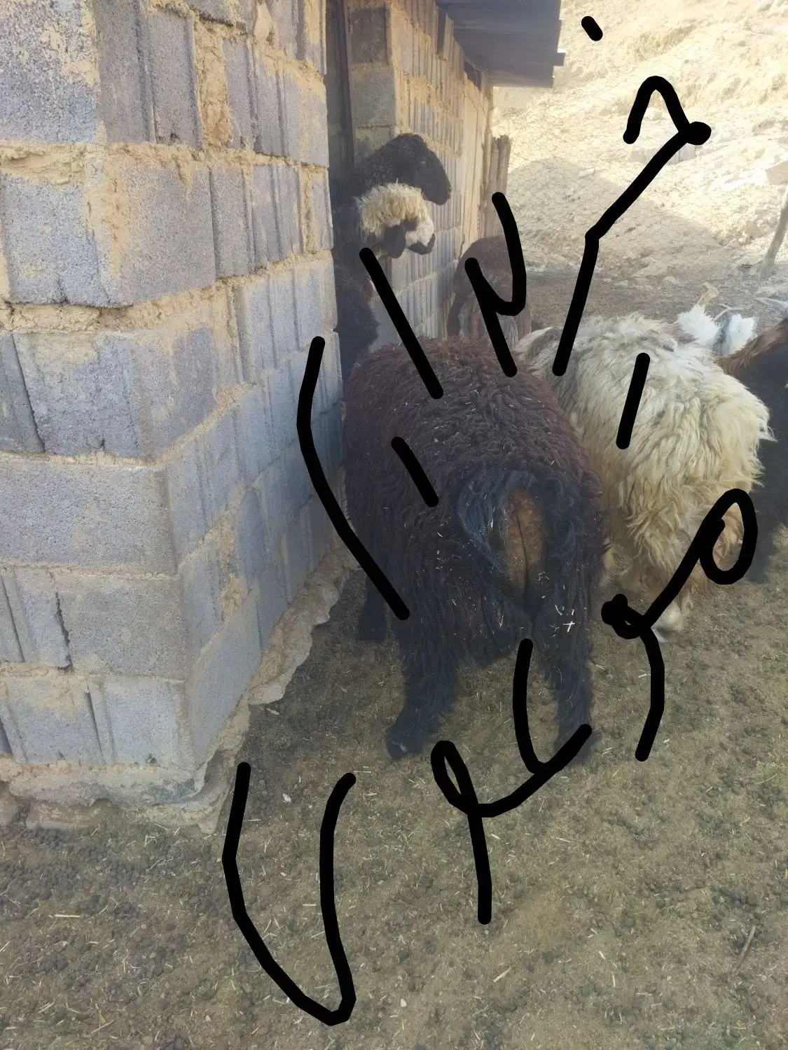 میش ابستن یا زایمان کرده|حیوانات مزرعه|پاتاوه, |دیوار