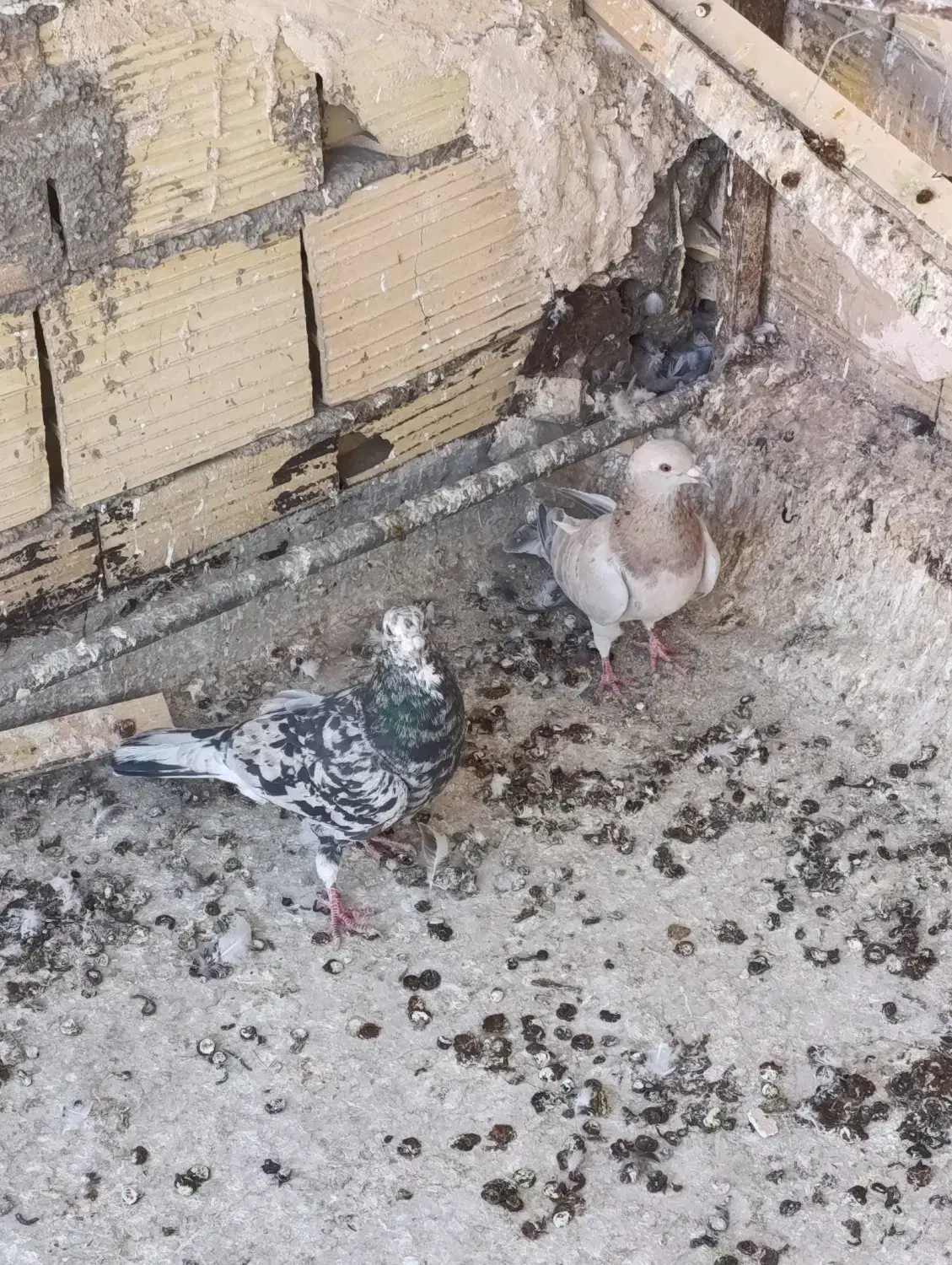 نر ماده سروک عتیقه|حیوانات|یزد, |دیوار