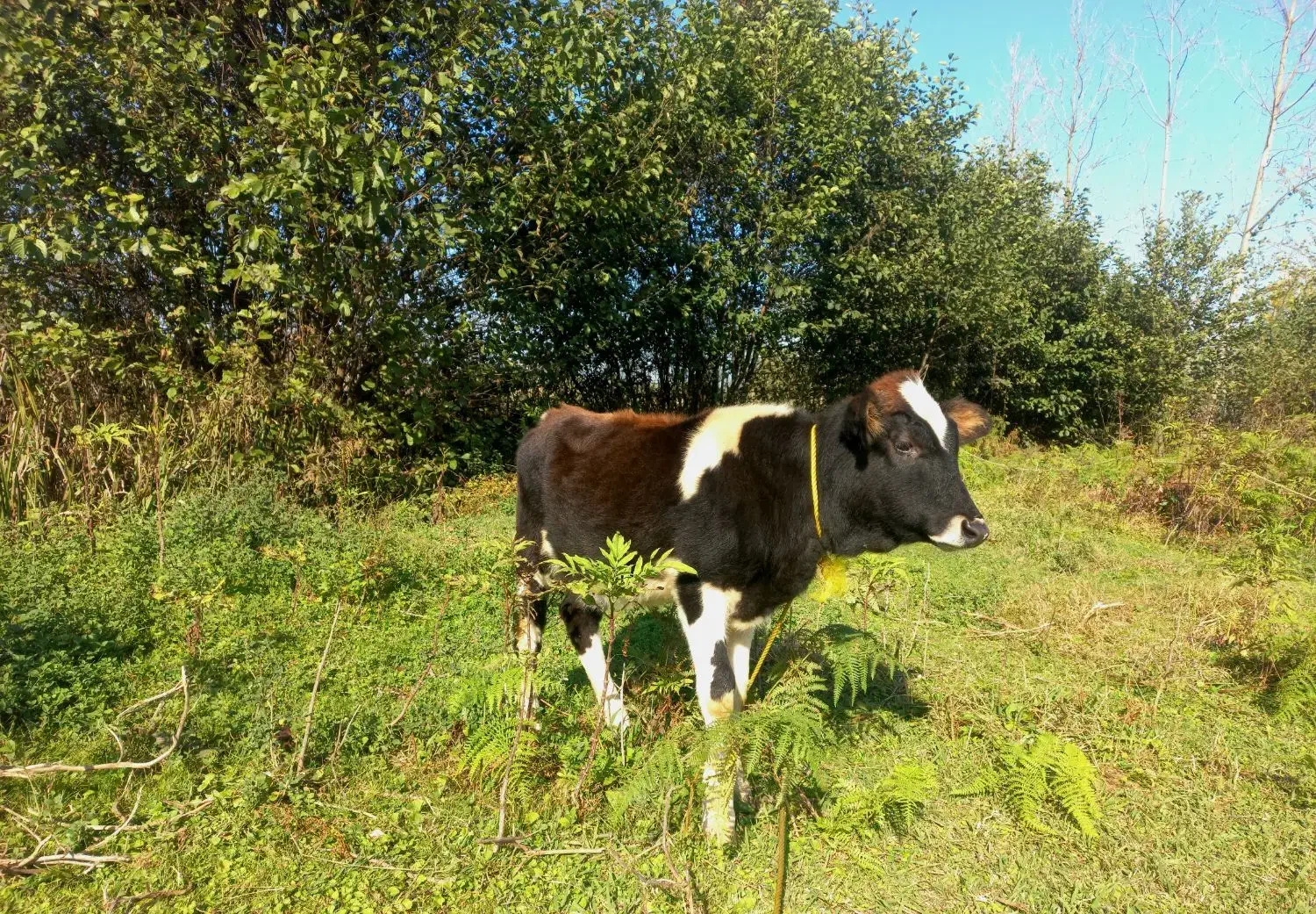 گاو یا گوساله ماده چالوسی تیپ دار ۴ ماهه لیشه|حیوانات مزرعه|گوراب زرمیخ, |دیوار