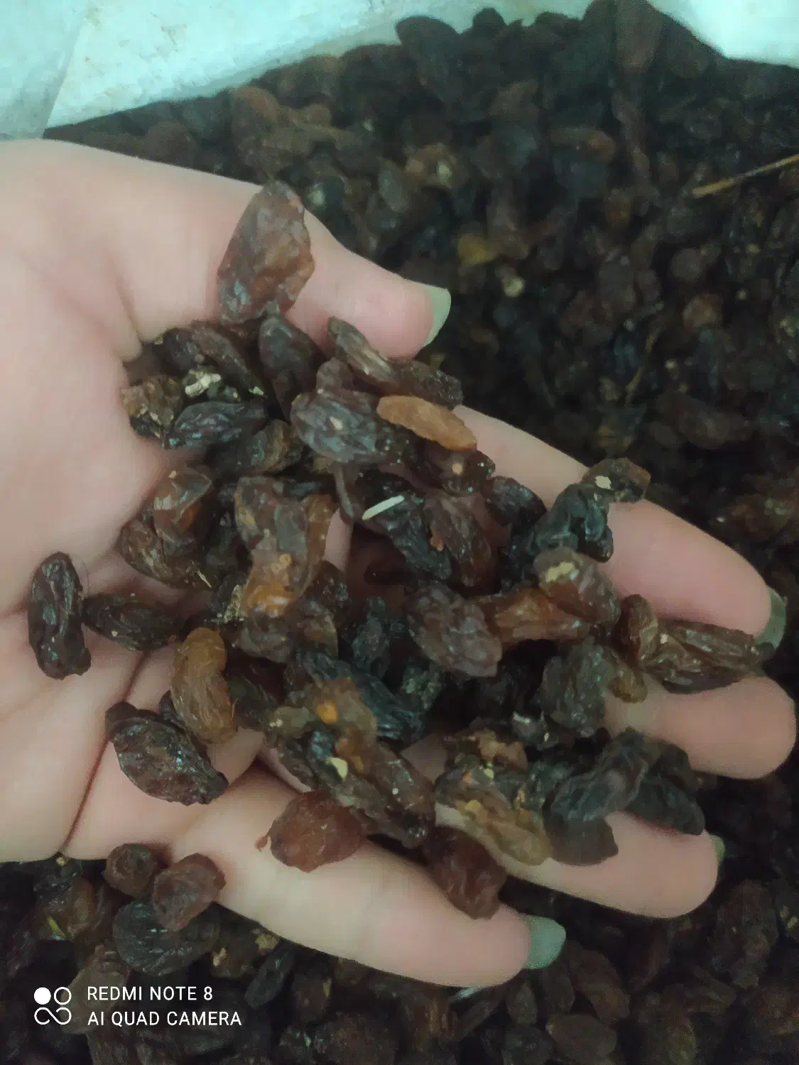 بار خوشک|عمده‌فروشی|دلیجان, |دیوار