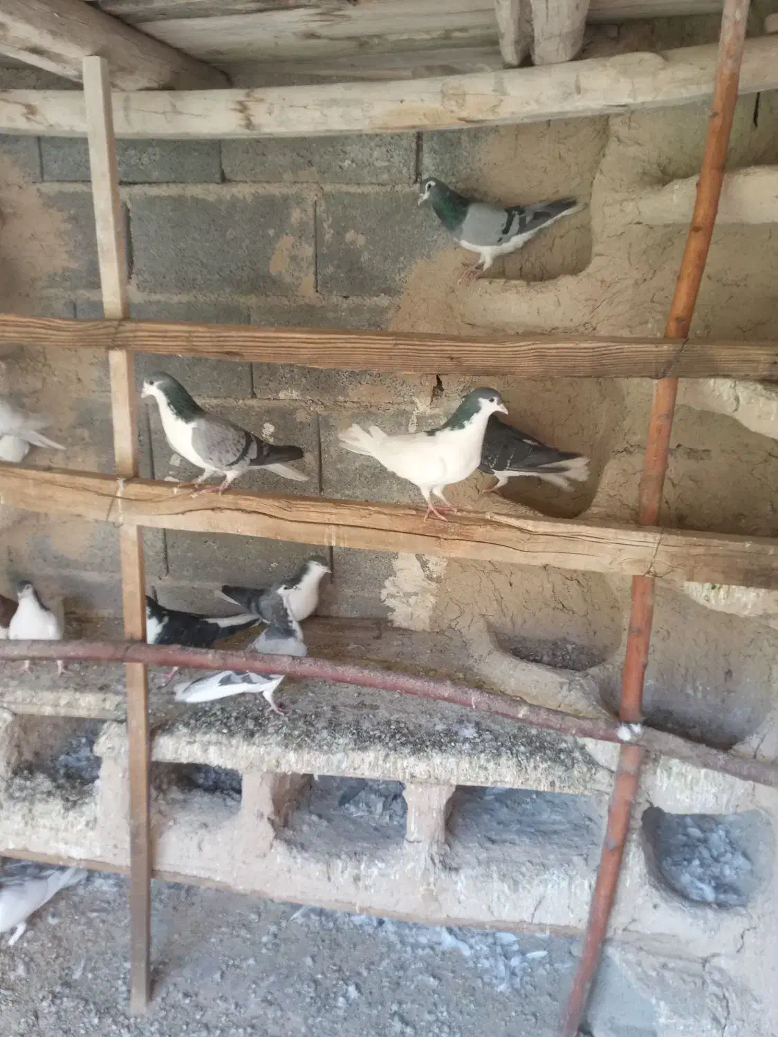 کبوتر دمگیر،بدرنگ روزگاری|پرنده|پیر بکران, |دیوار