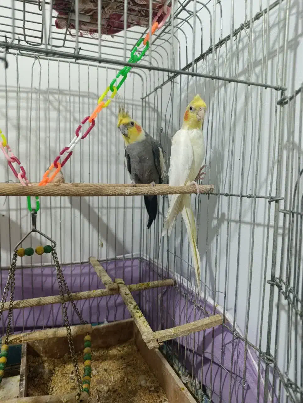 عروس هلندی|پرنده|شاهرود, |دیوار