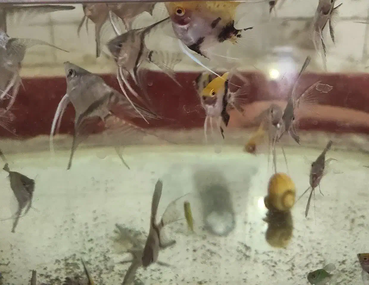 ماهی زینتی|ماهی|محمدشهر, محمدشهر|دیوار