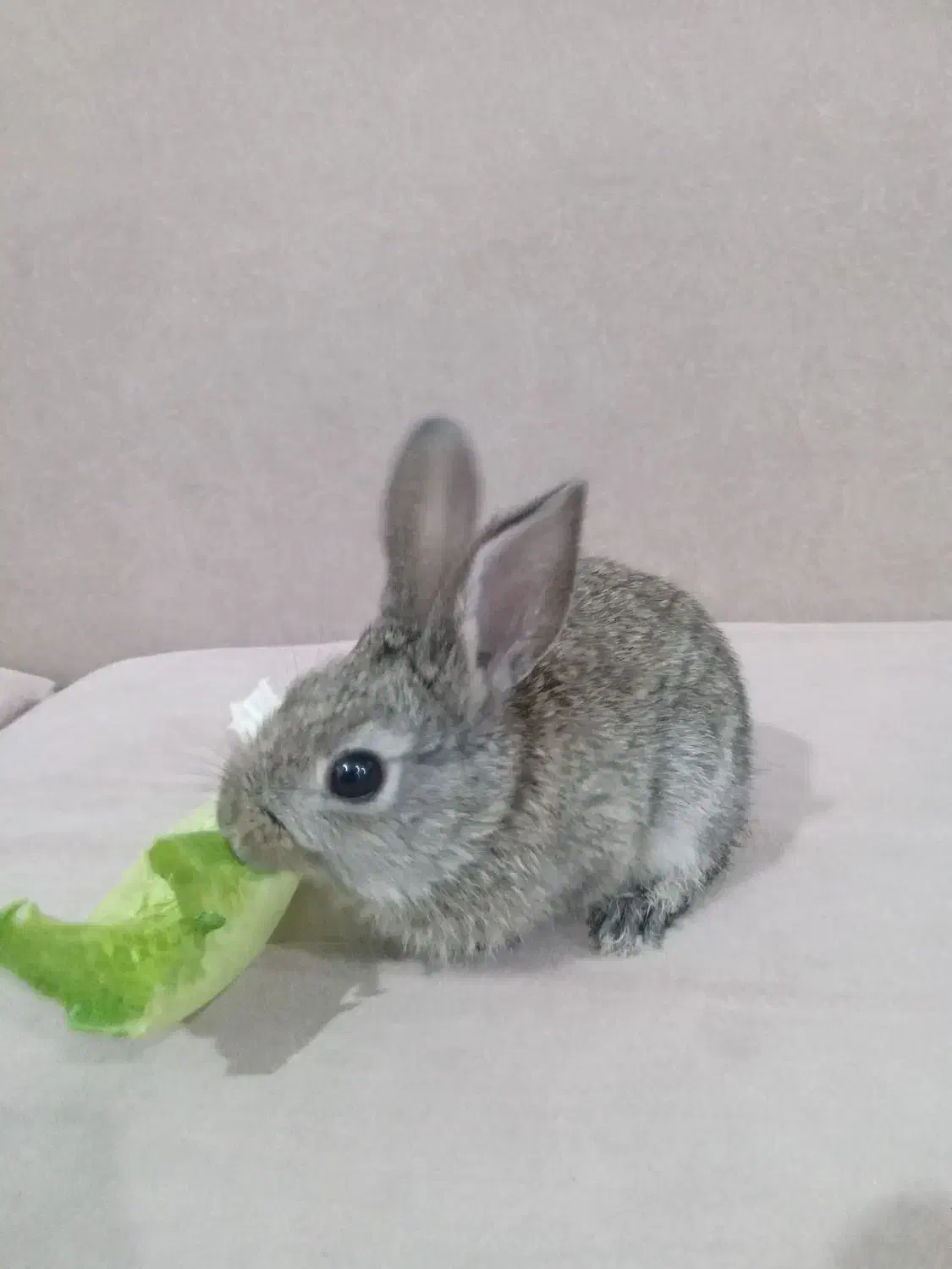 خرگوش نر|موش و خرگوش|رامهرمز, |دیوار