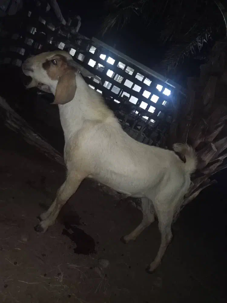 سه تا نریگ خوب|حیوانات مزرعه|میناب, |دیوار