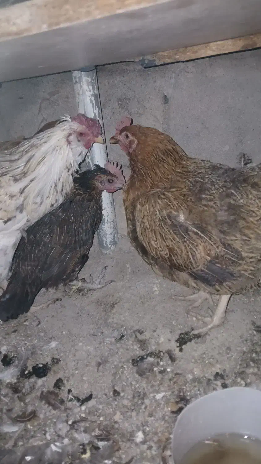 مرغ خروس|حیوانات مزرعه|نورآباد, |دیوار