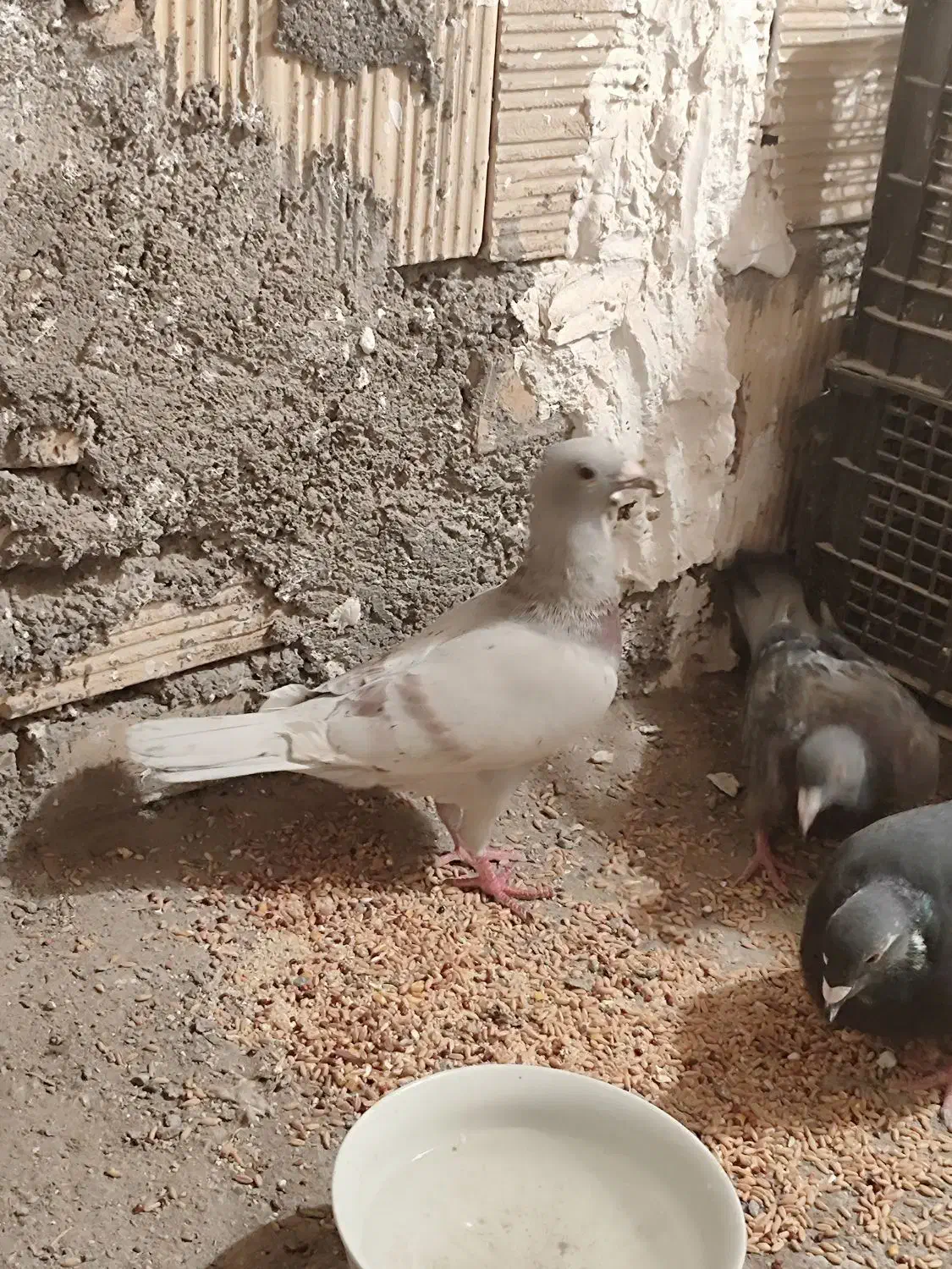 کفتر اغون مسافتی|پرنده|مشهد, ثامن|دیوار