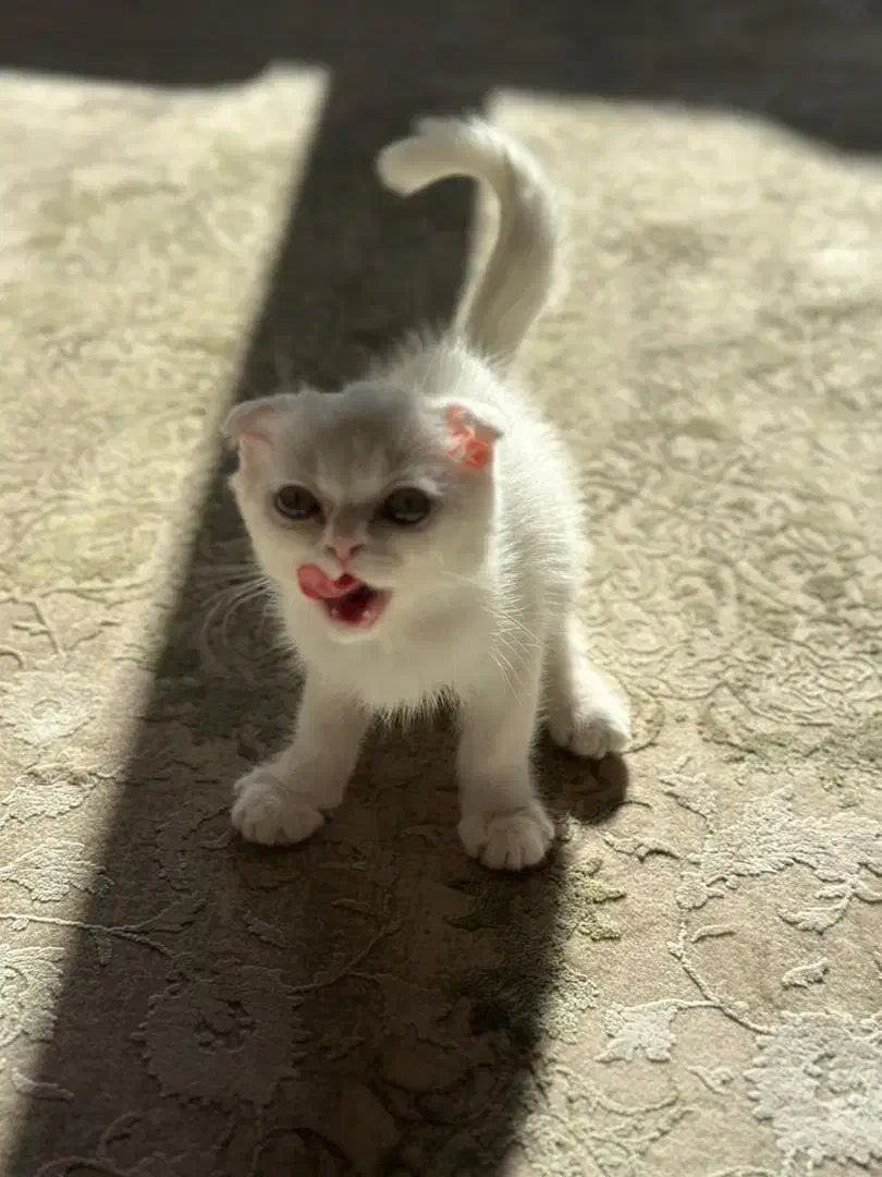 واگذاری بچه گربه اسکاتیش فولد|گربه|سنندج, |دیوار