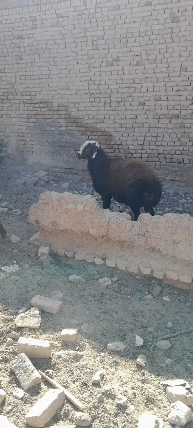 بره قوچ هترو|حیوانات مزرعه|تربت‌حیدریه, کلاته توکلی|دیوار