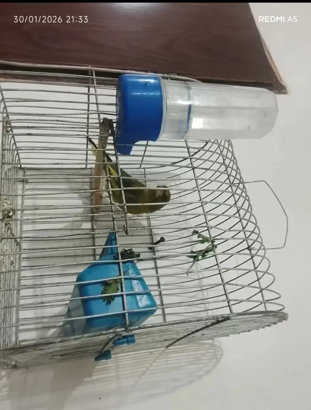 سهره سبز|پرنده|الشتر, |دیوار