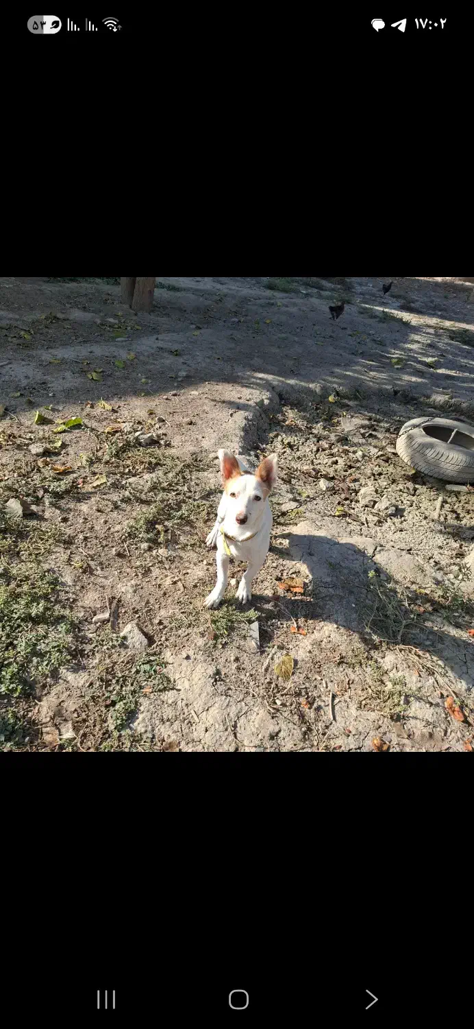 سگ پا کوتاه|سگ|گنبد کاووس, |دیوار