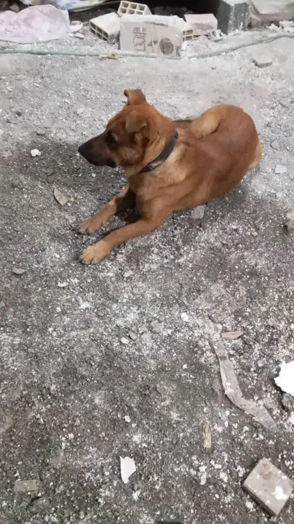 واگذاری سگ نگهبان باهوش شب بیدار|سگ|کیلان, |دیوار