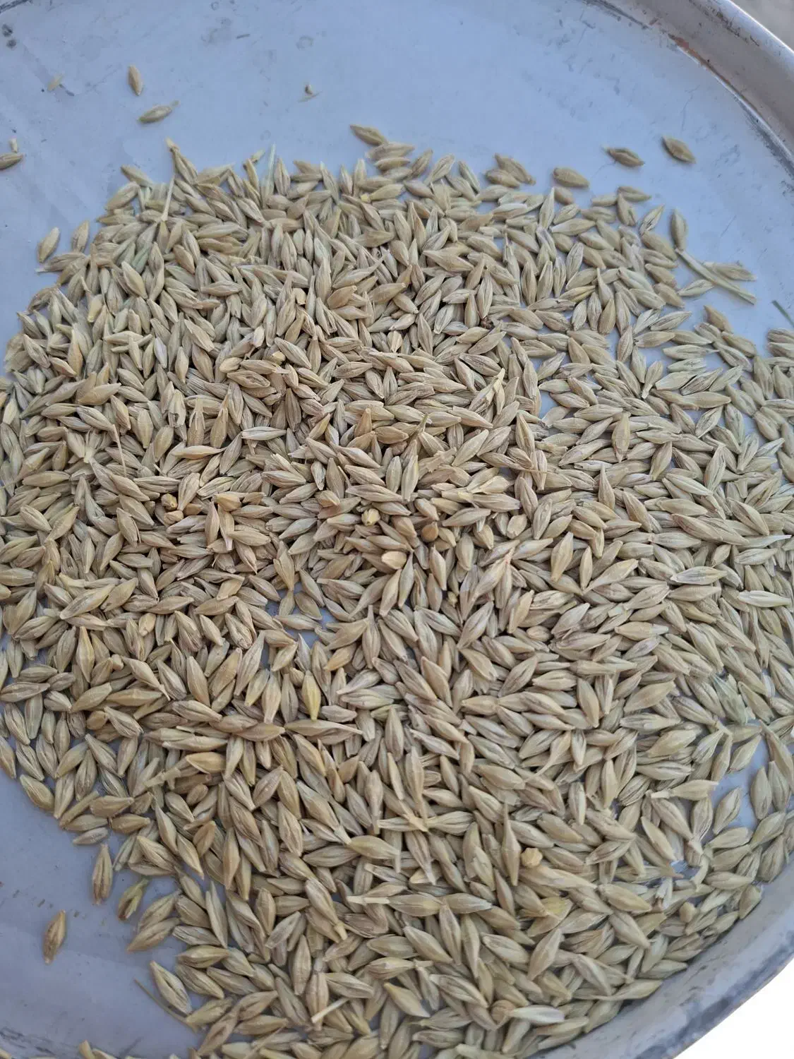 بذر جو آبی مناسب برای کشت ودام|خدمات باغبانی و درختکاری|فلارد, |دیوار