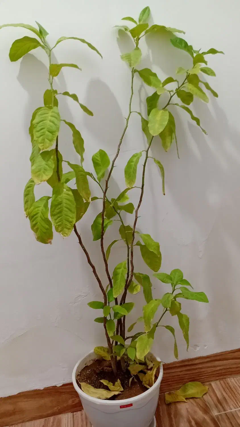 گلهای طبیعی|گل و گیاه طبیعی|ارومیه, |دیوار