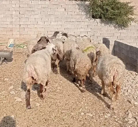 میش ابستن|حیوانات مزرعه|بهبهان, |دیوار