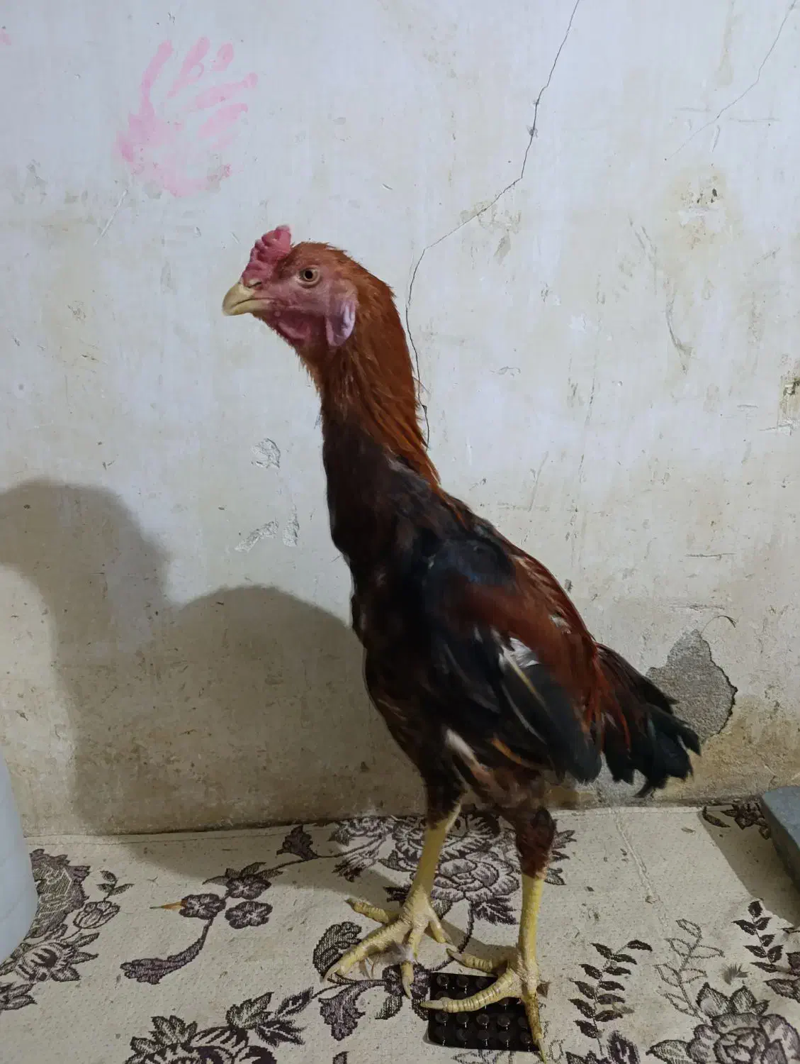 ۲ تا جوجه خروس لاری ۶ماه  آس|حیوانات مزرعه|خزل, |دیوار