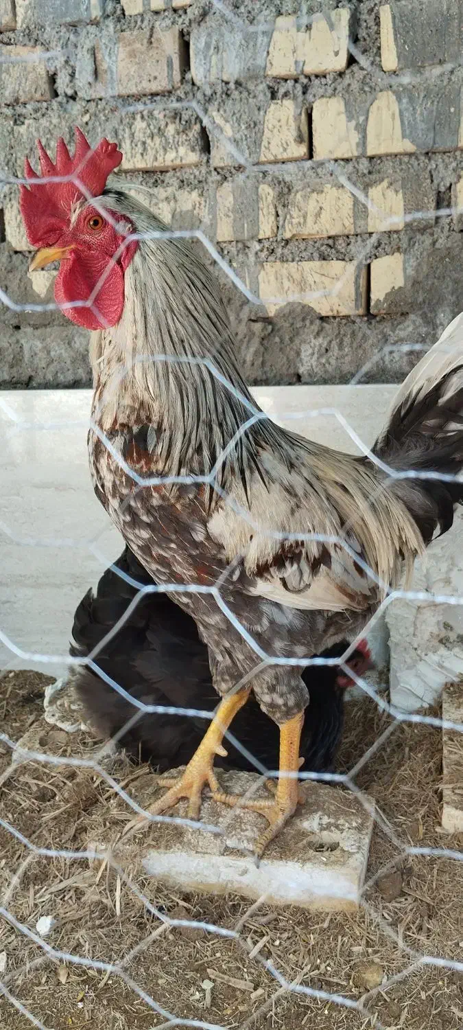 خروس محلی در حمیدیه|حیوانات مزرعه|حمیدیه, |دیوار