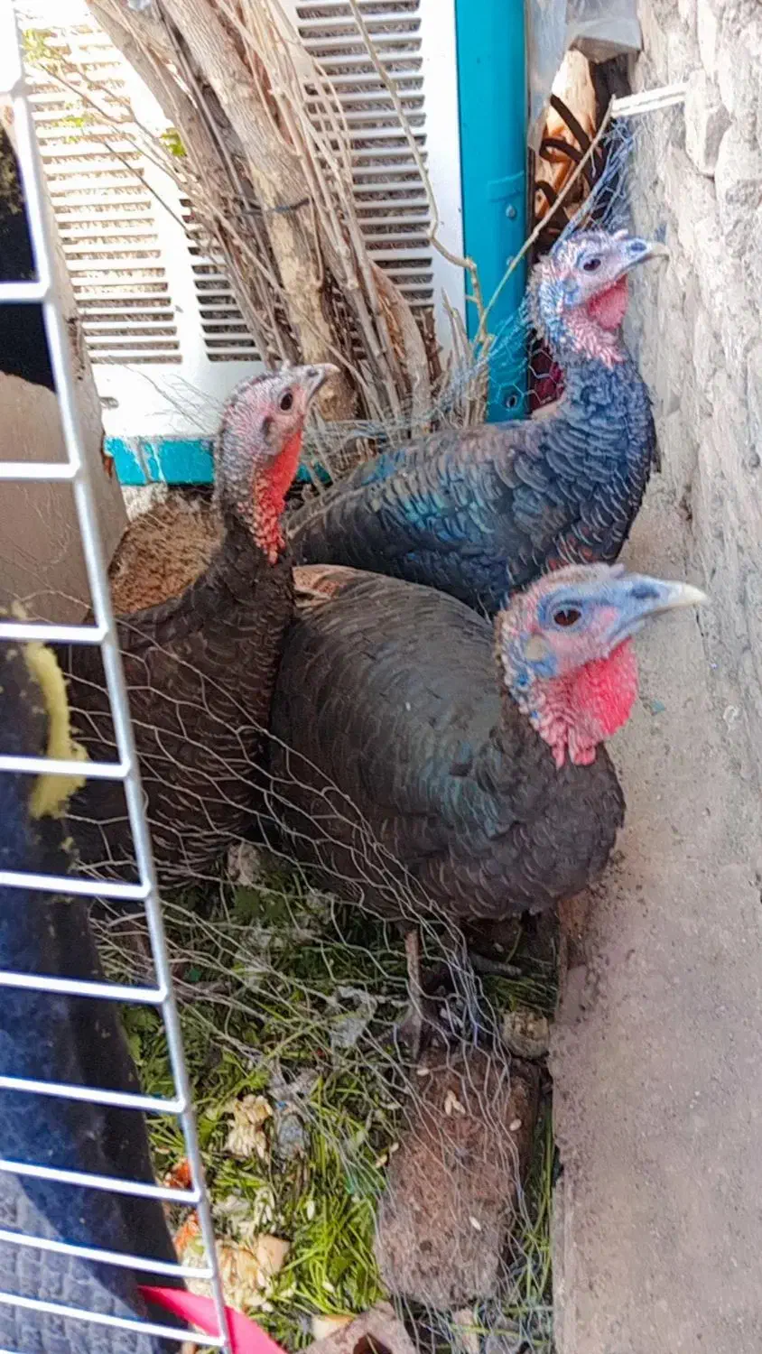 بوقلمون|حیوانات مزرعه|تهران, مسعودیه|دیوار